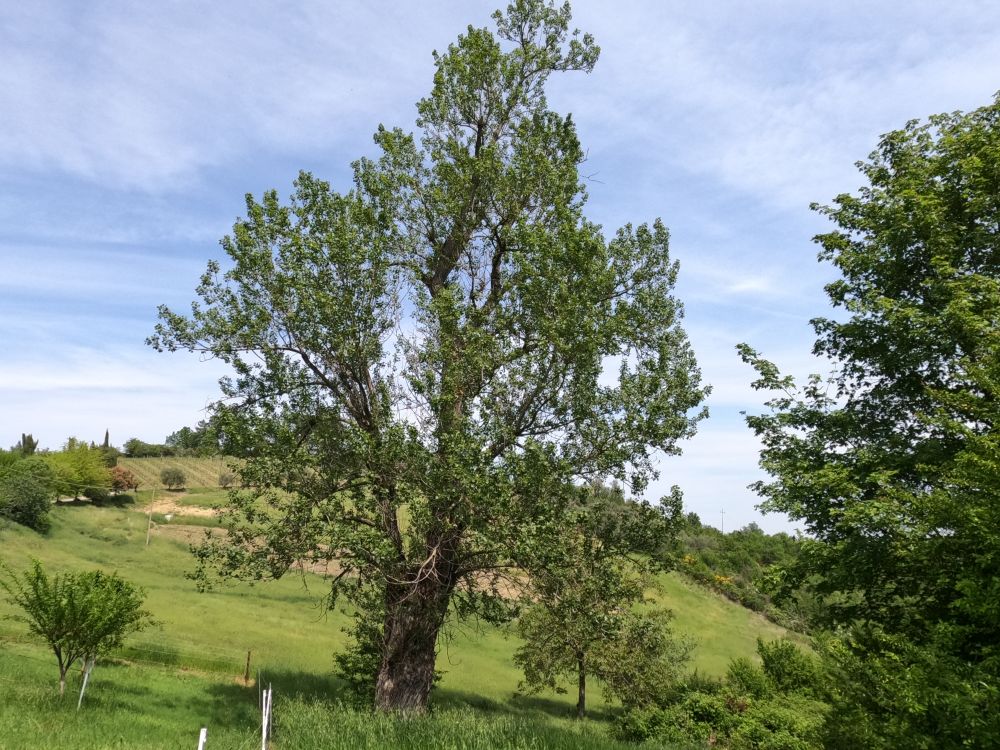 quercia alle salse di nirano