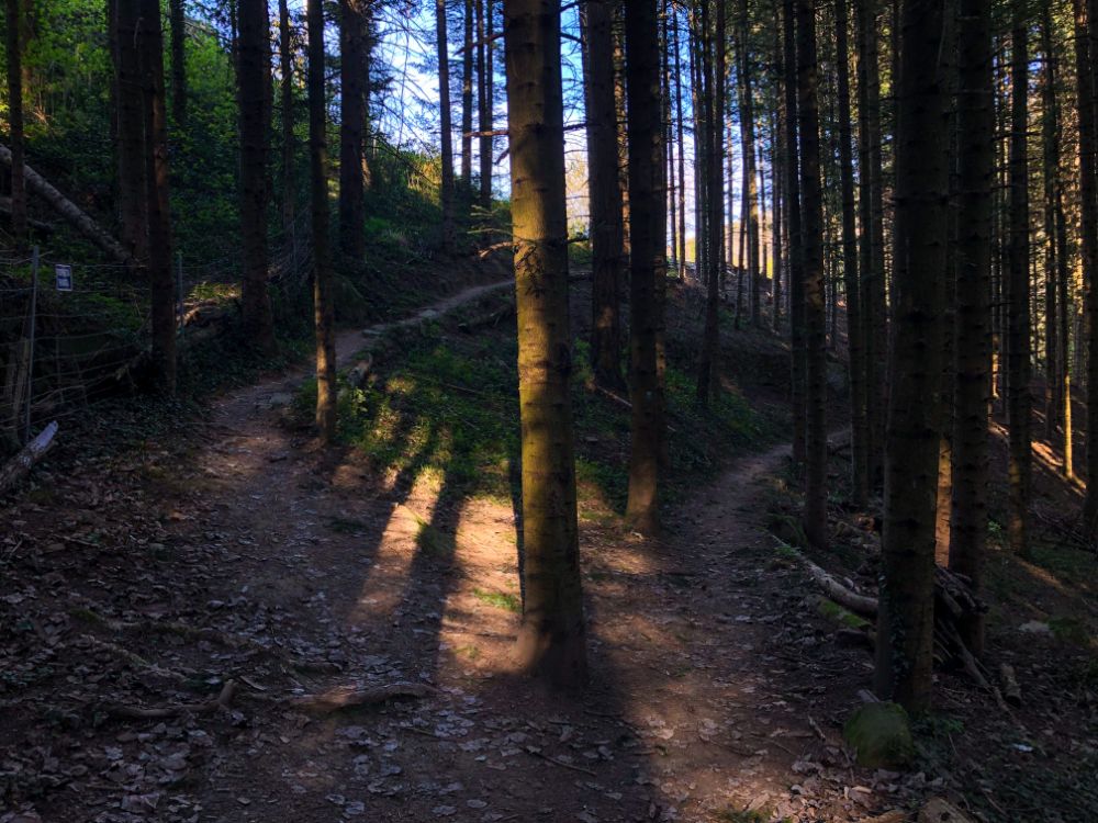 bosco di fanano