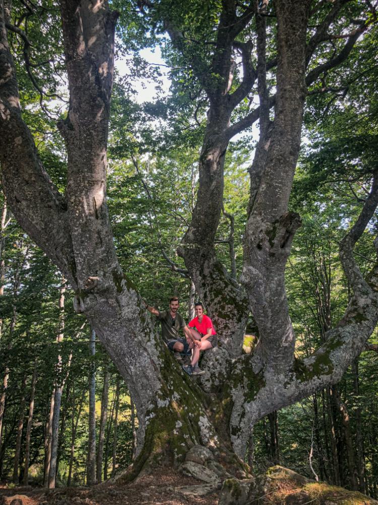 il faggio di pratignano: albero secolare in appennino modenese