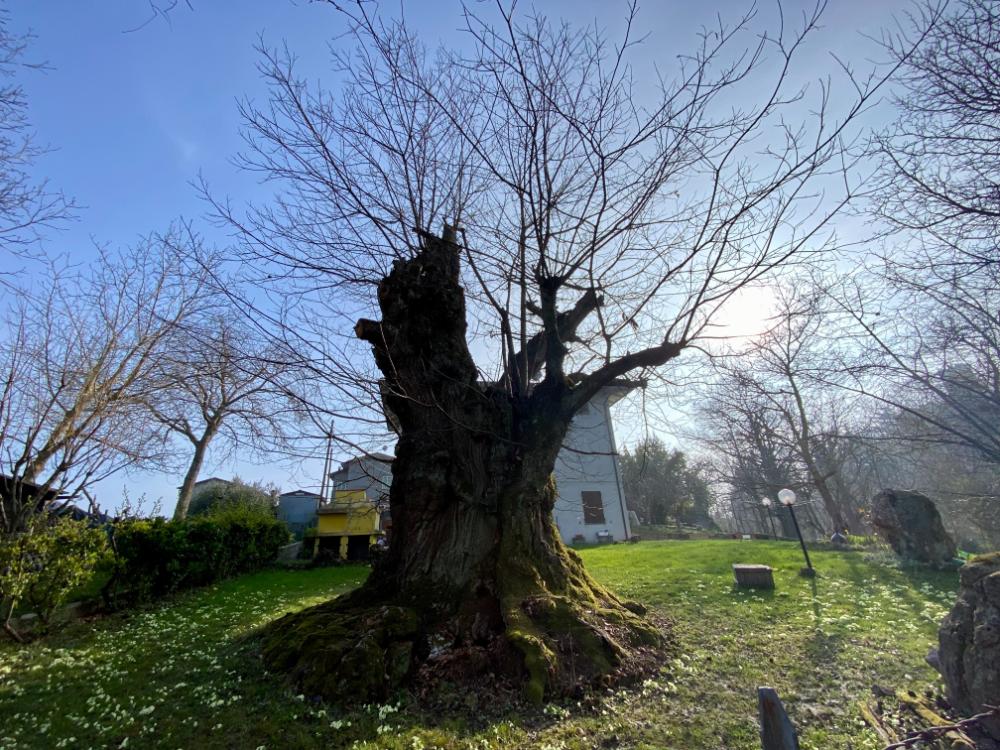 una giornata in appennino modenese, il castagno di monteombraro
