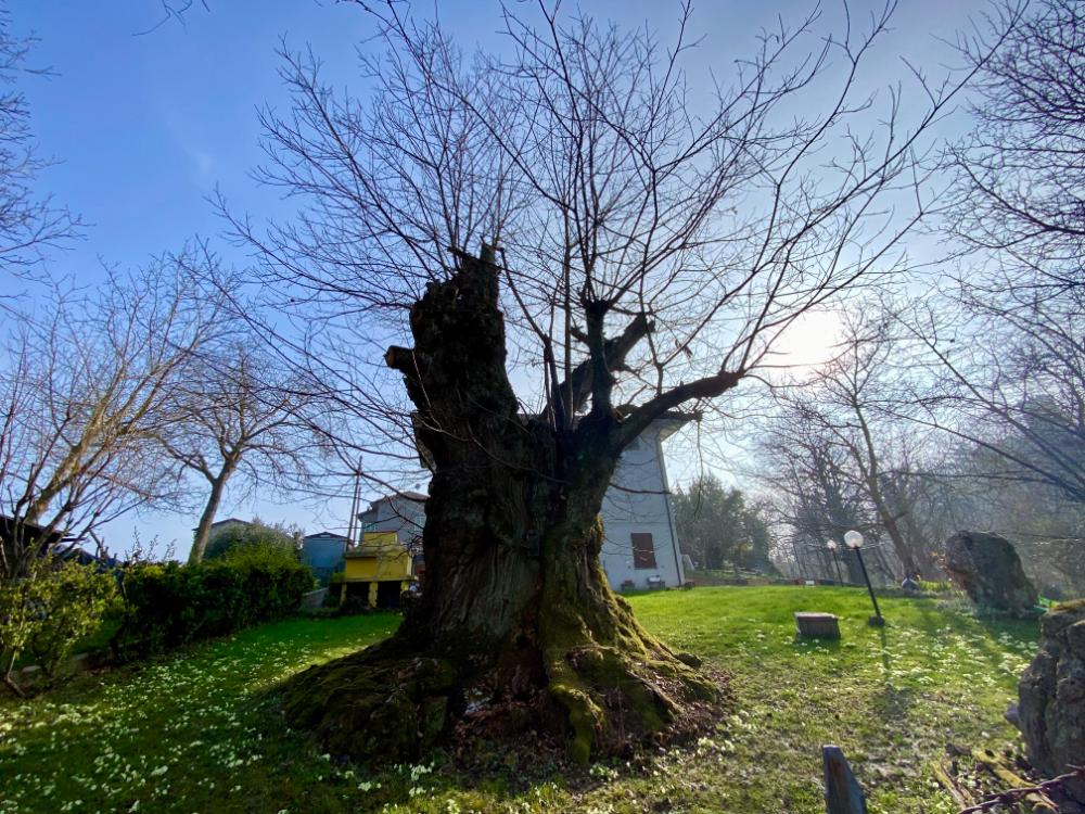 il castagno di monteombraro: albero secolare in Appennino modenese