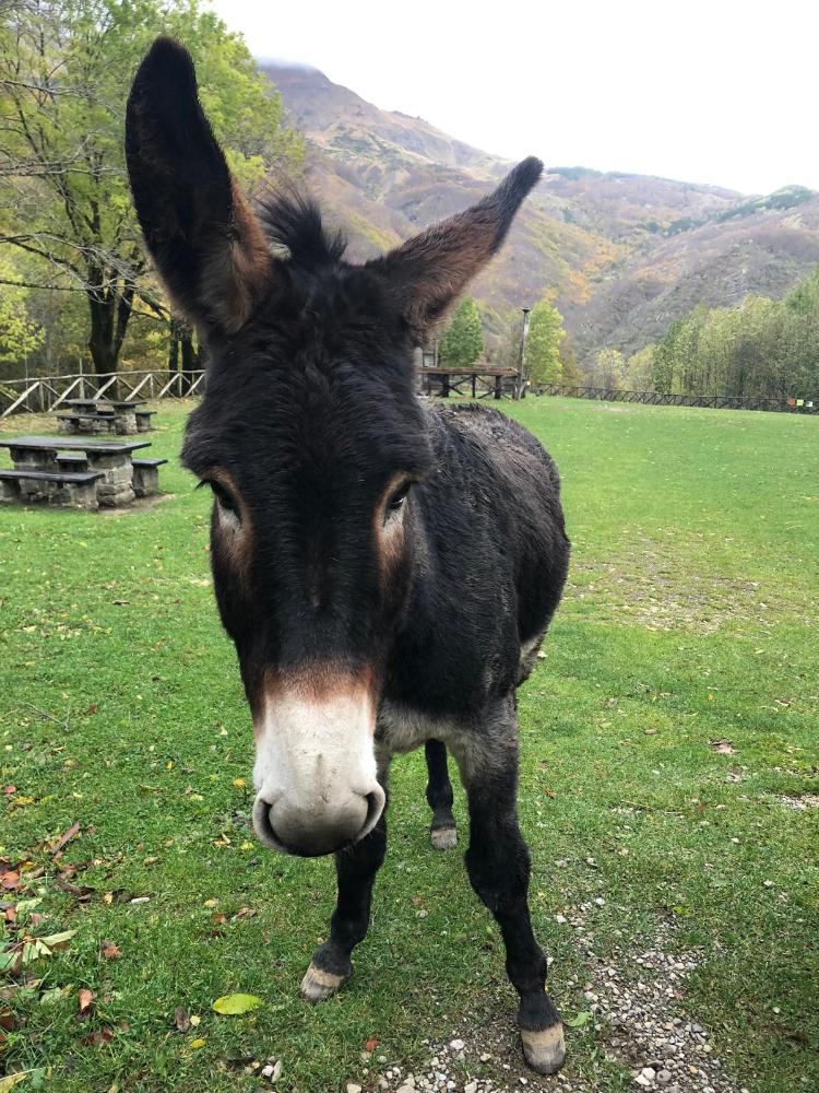 gli animali del riifugio taburri in appennino modenese