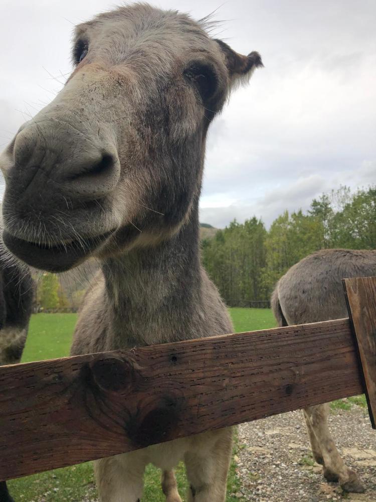 gli animali del riifugio taburri in appennino modenese