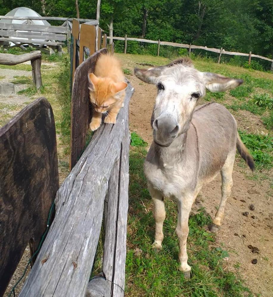 gli animali del riifugio taburri in appennino modenese