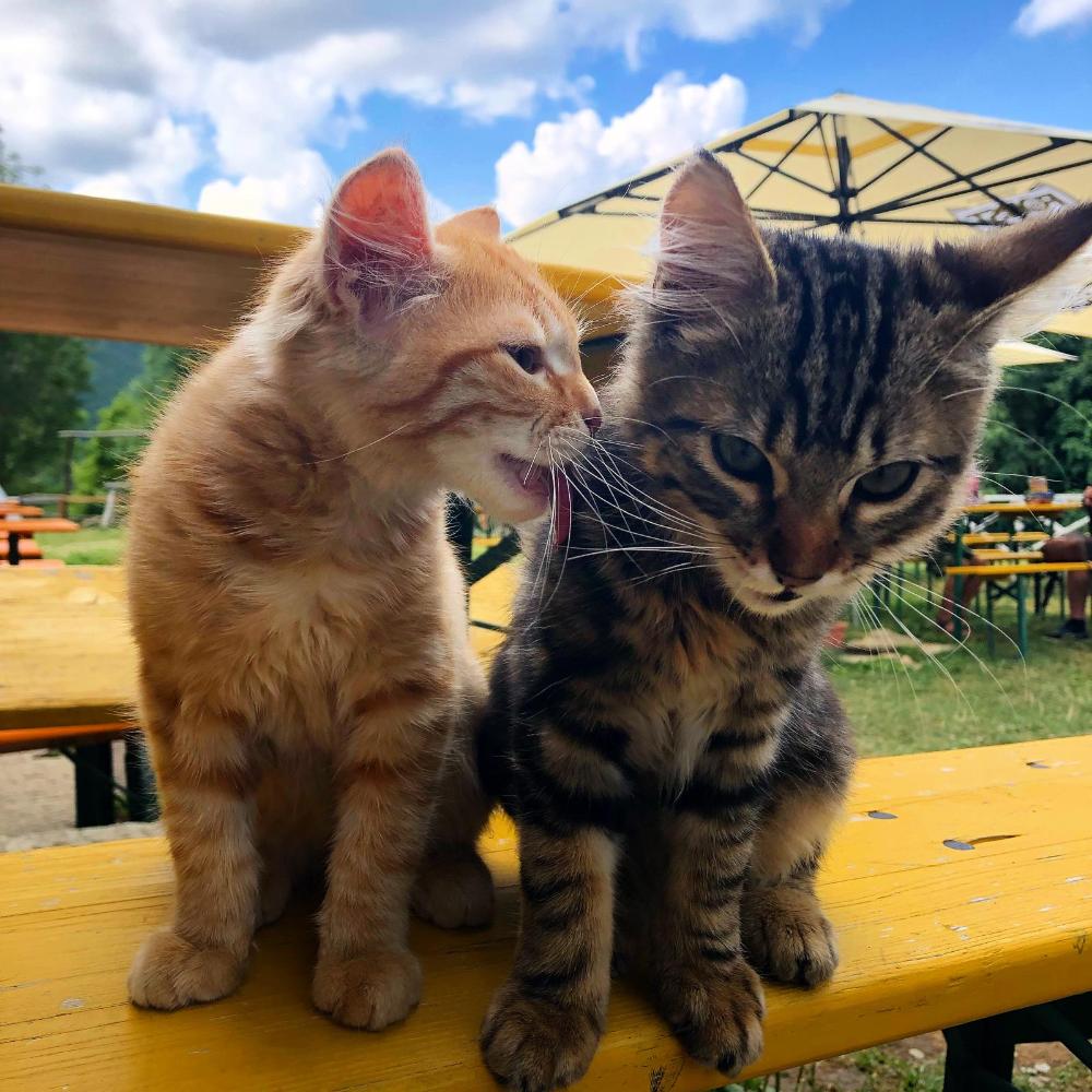 gli animali del riifugio taburri in appennino modenese