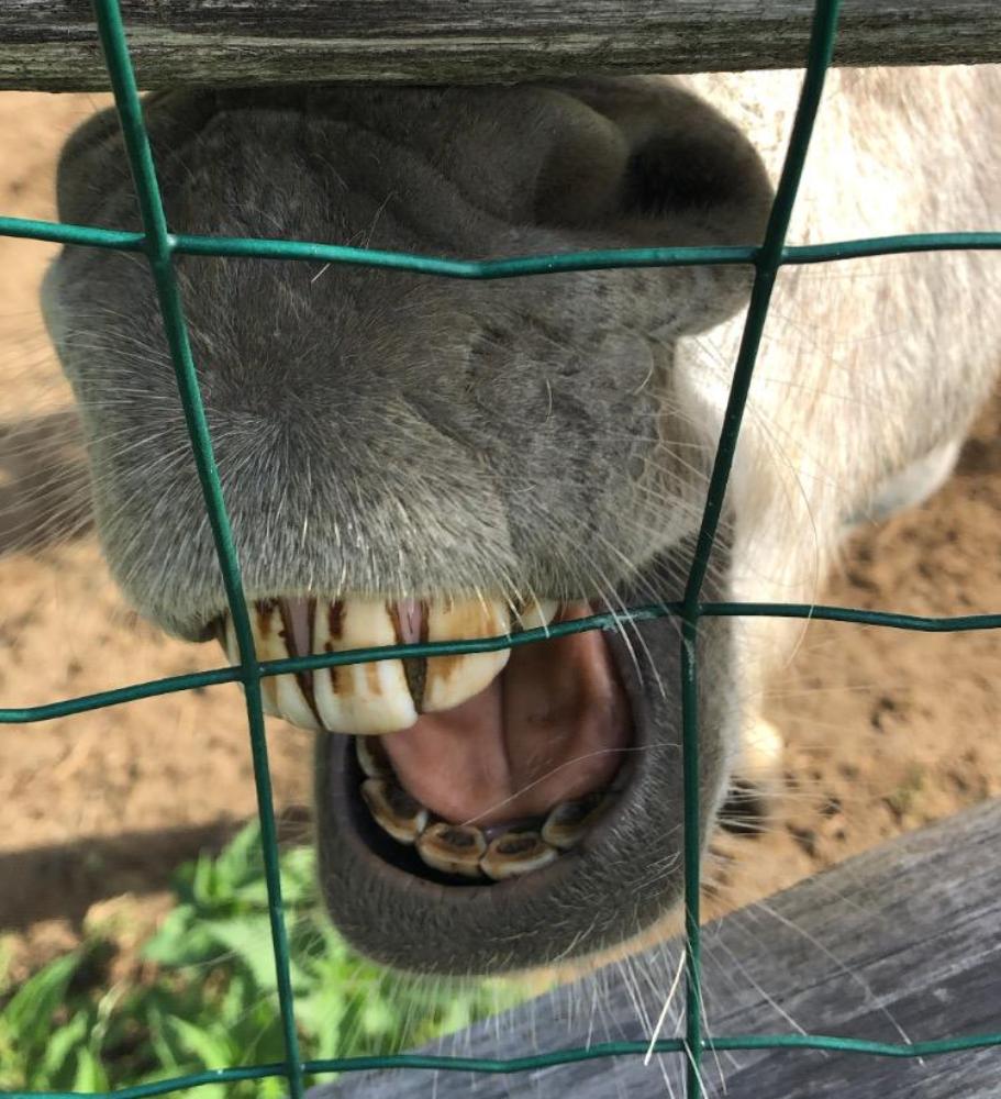 gli animali del riifugio taburri in appennino modenese