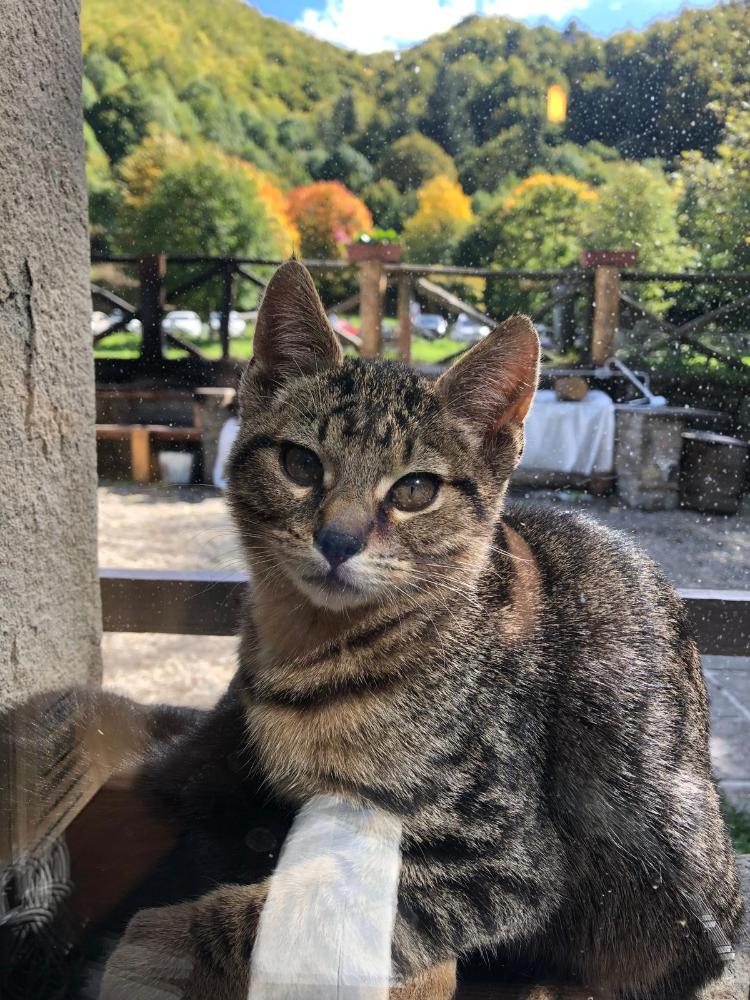 gli animali del riifugio taburri in appennino modenese