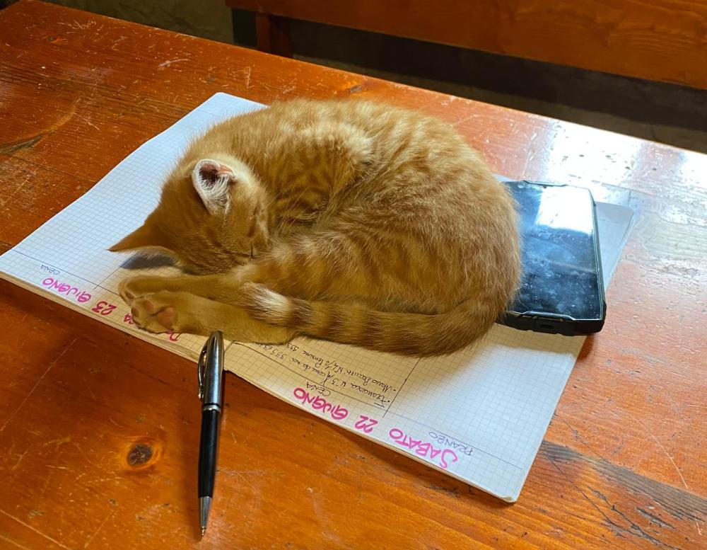 gli animali del riifugio taburri in appennino modenese