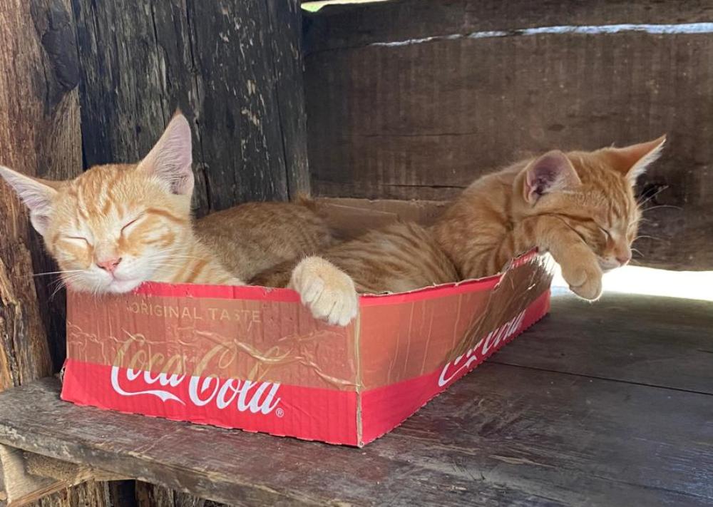 gli animali del riifugio taburri in appennino modenese